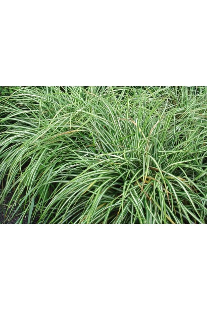 Осока птахоніжкова Варієгата