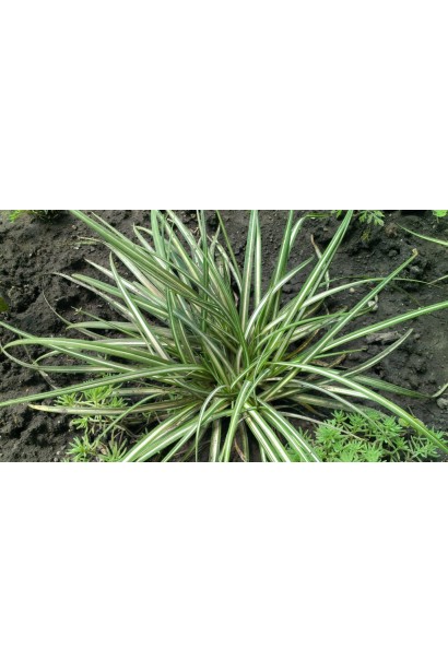 Carex ornithopoda Variegata