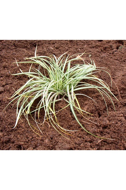 Осока птахоніжкова Варієгата - яскравий акцент в саду або на клумбі.