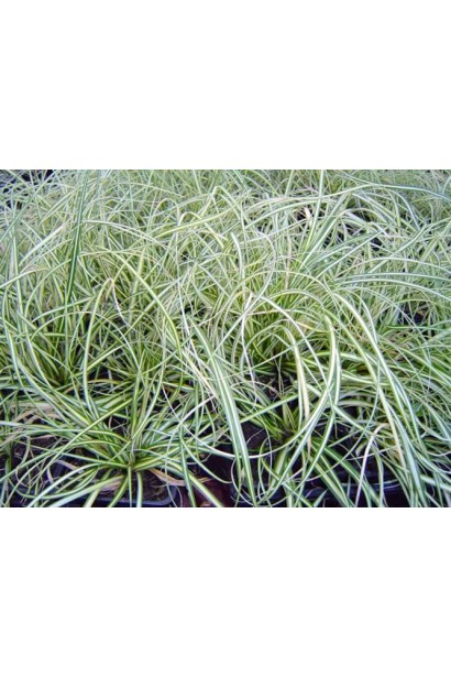 Осока птахоніжкова Варієгата