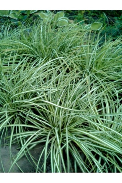 Кущик Carex ornithopoda Variegata в декоративному саду