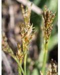 Осока птиценожковая Вариегата | Carex ornithopoda Variegata | Осока птахоніжкова Варієгата