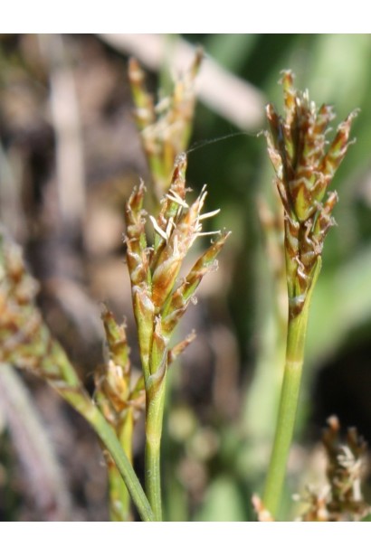 Carex ornithopoda Variegata
