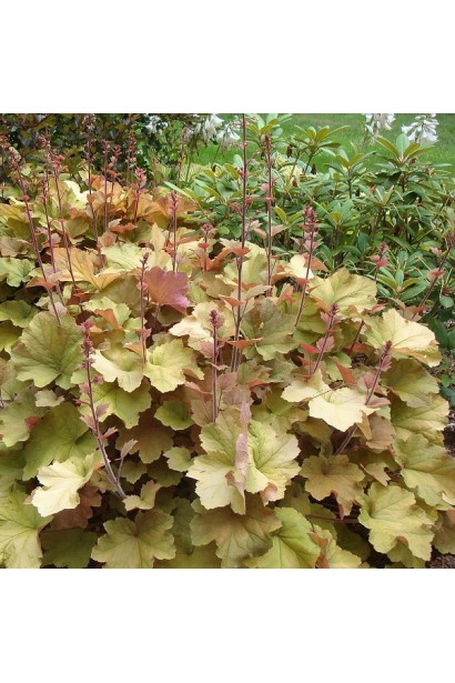 Heuchera Kassandra