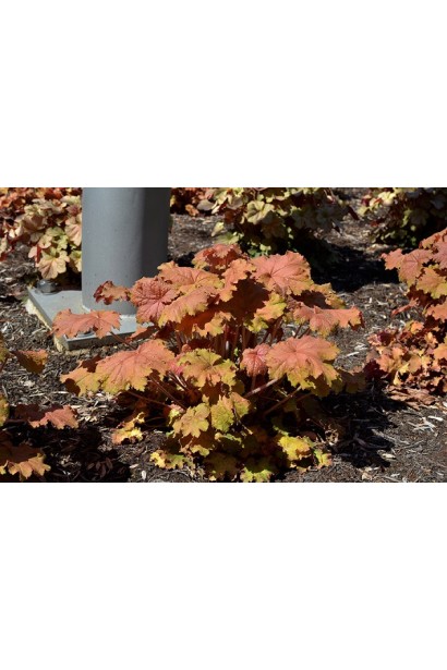 Гейхера гібридна Кассандра багаторічний кущ