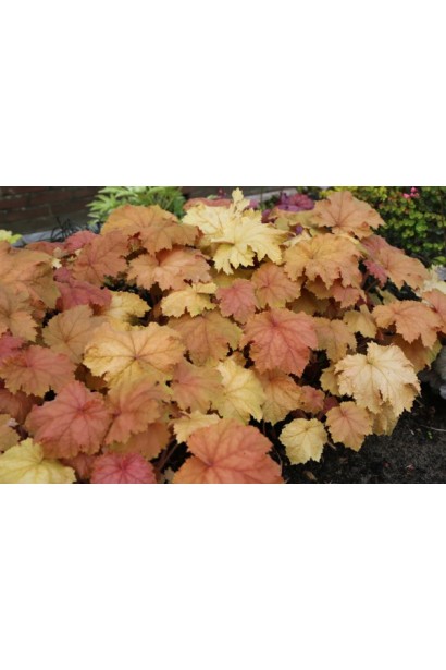 Гейхера гібридна Кассандра