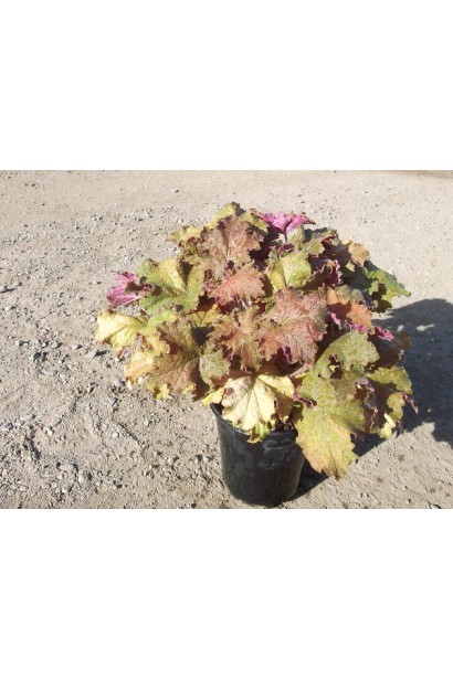 Гейхера гібридна Кассандра контейнер 3 л