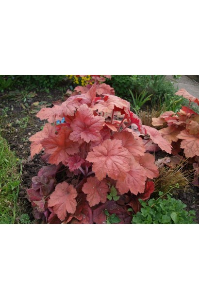 Гейхера Кассандра темно-червоне молоде листя