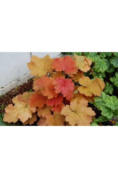 Гейхера Кассандра зміна забарвлення