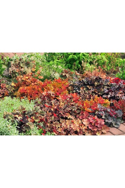 Гейхера Kassandra ландшафтний дизайн