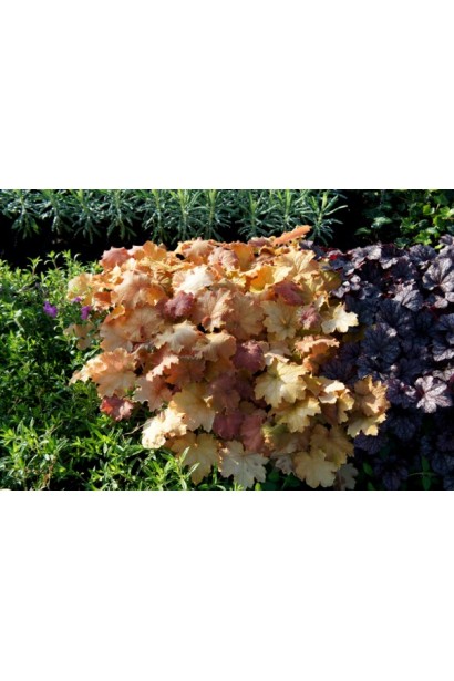 Гейхера Кассандра в міксбордері