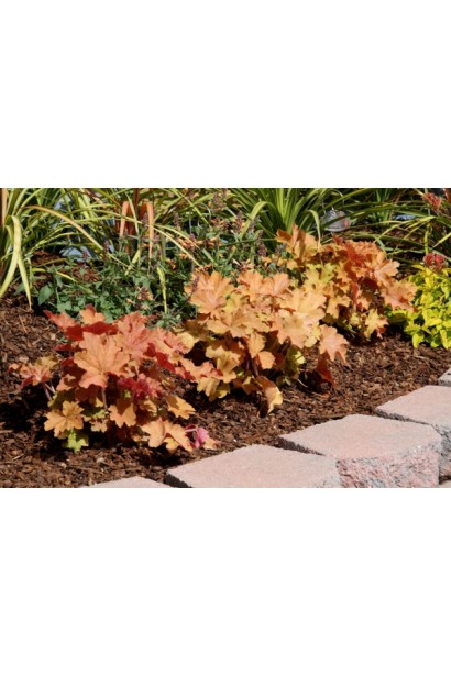 Гейхера Kassandra на клумбі