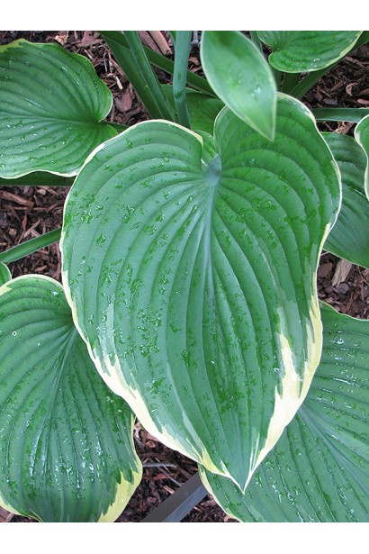 Листя хости Leading Lady – вишукане і декоративне.