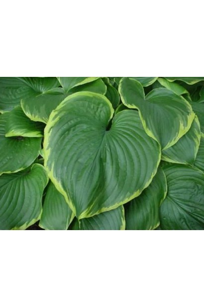 Листя хости Leading Lady – широке, насиченого кольору.