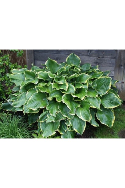 Хоста Ледінг Леді – елегантний багаторічний кущ.