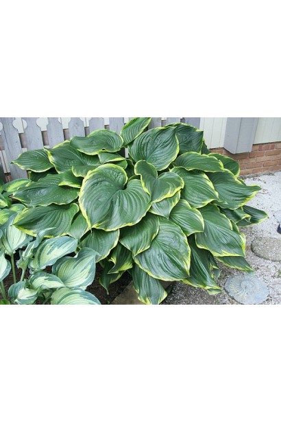 Хоста Ледінг Леді – зелений акцент у ландшафтному дизайні.