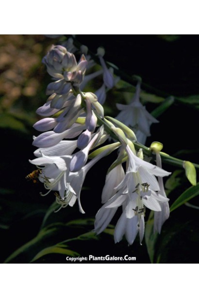 Хоста Ледінг Леді - Квіти