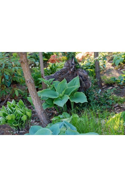 Кущ хости Ледінг Леді – ідеальний для тіньових садів.