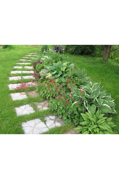 Хоста Ледінг Леді – ідеальний варіант для ландшафтного дизайну.