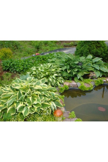 Хоста Ледінг Леді – розкішна прикраса для вашого саду.