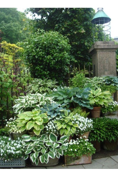 Садовий багаторічник Leading Lady – гармонія форми й кольору.