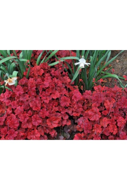 Гейхера червона