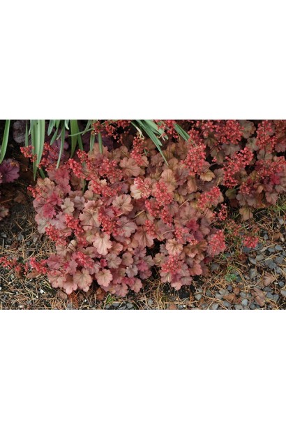 Гейхера Черрі Кола цвітіння 