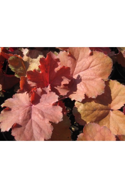 Гейхера гібридна Черрі Кола