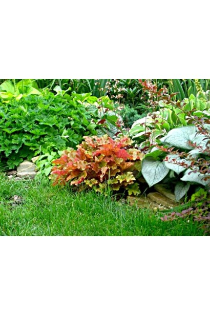 Гейхера Черрі Кола в ландшафті