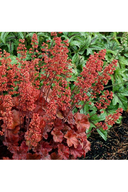 Гейхера Cherry Cola