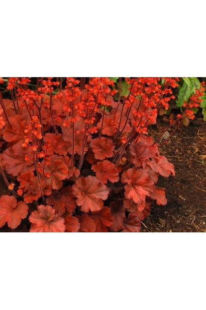 Heuchera hybrid Cherry Cola