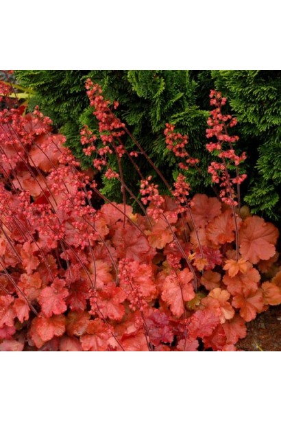Гейхера Черрі Кола помаранчева