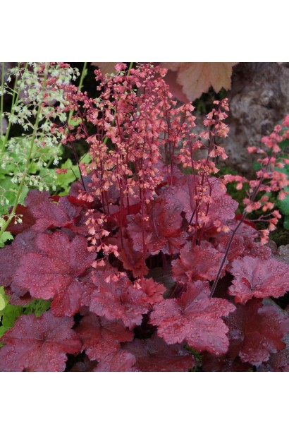 Heuchera Cherry Cola