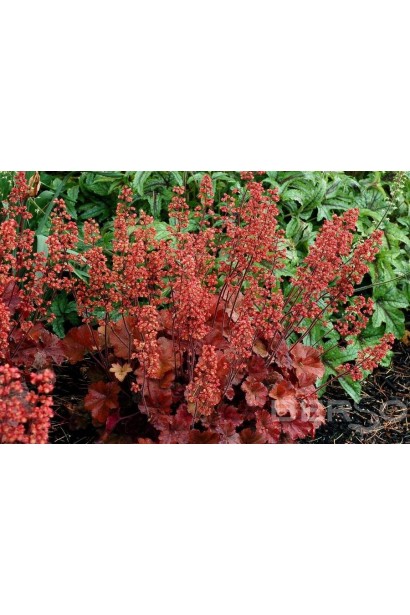 Гейхера Черрі Кола яскраво-червоні квітконоси