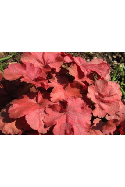 Яскраво-червоне листя гейхери Черрі Кола