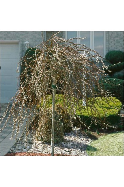 Salix caprea Curly Locks on shtambe
