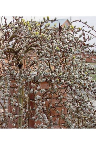 Верба плакуча Керлі Локс на штамбі