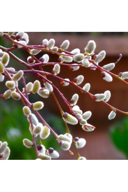 Верба козяча Керлі Локс на штамбі цвітіння