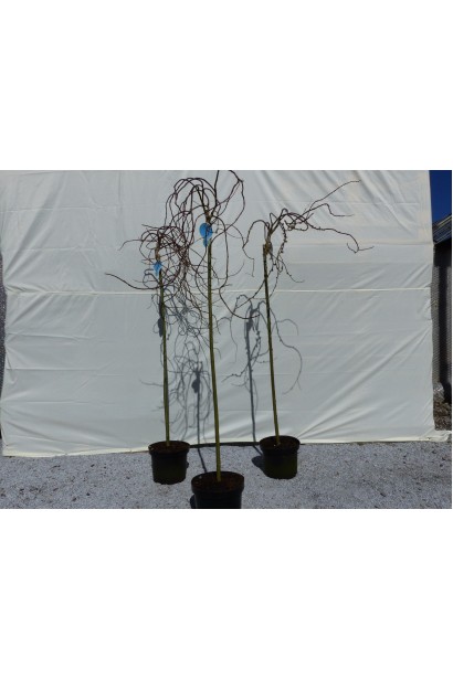 Верба козяча Керлі Локс на штамбі саджанці в контейнері