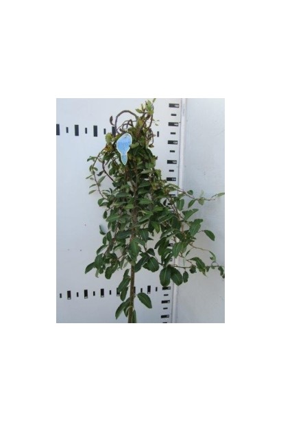 Верба кручена Керлі Локс на штамбі