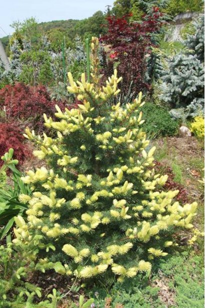 Ялина колюча Maigold