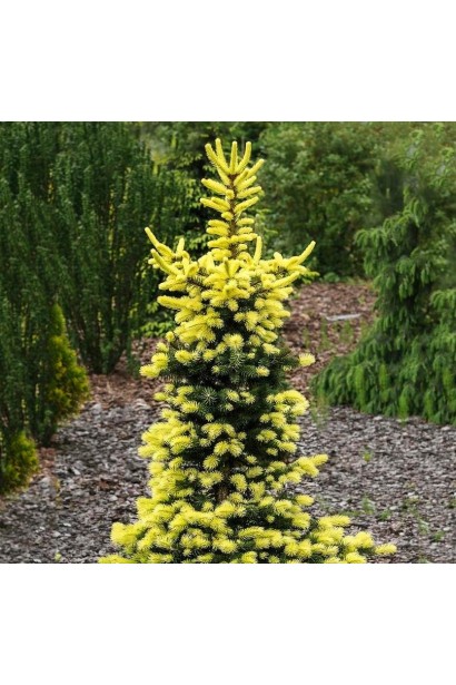 Picea Maigold