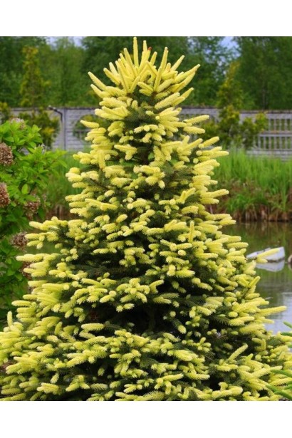 Picea pungens Maigold