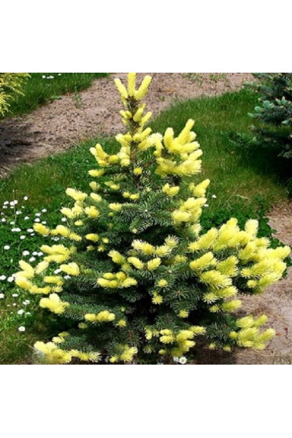 Ялина колюча Майголд жовта молода хвоя навесні