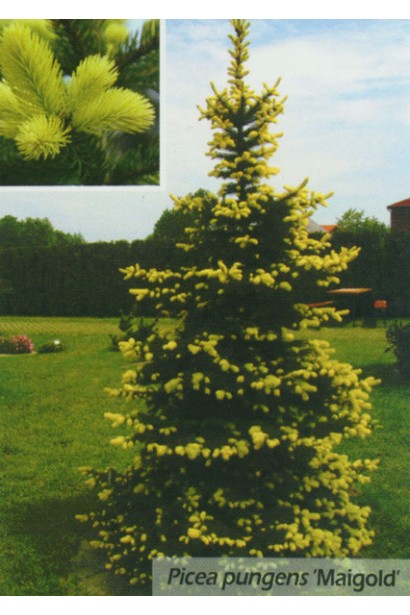 Ялина колюча Маіголд