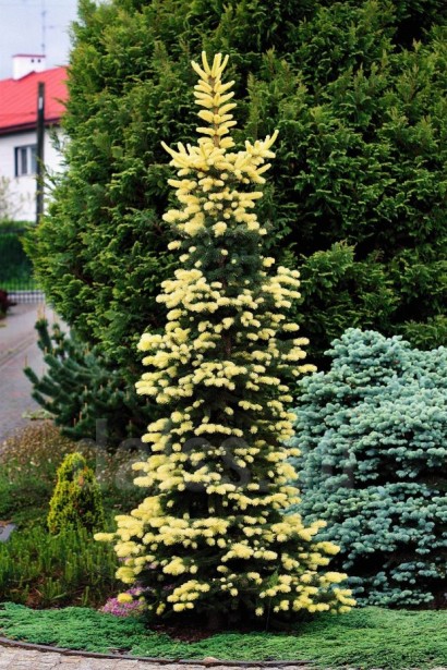 Ялина колюча Мейголд конусоподібна форма крони