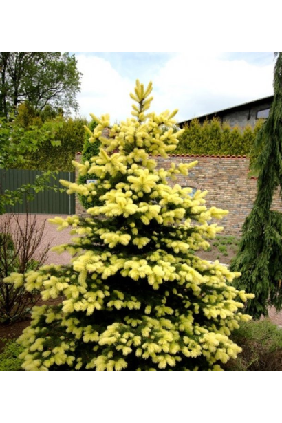 Ялина колюча Майголд