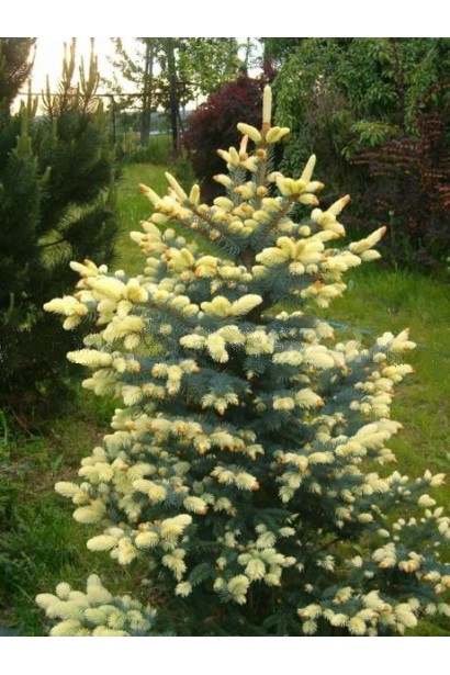 Кремовые приросты ели Белобок на фоне серебристо-голубой хвои