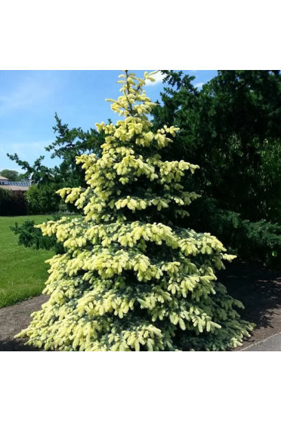 Ель колючая Bialobok широкая коническая форма кроны