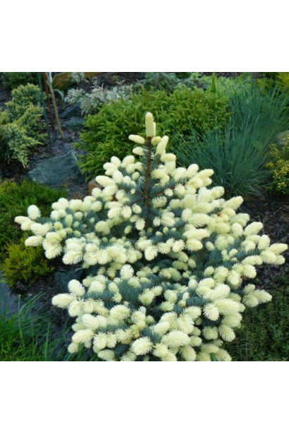 Ель колючая Белобок кремовые приросты хвои